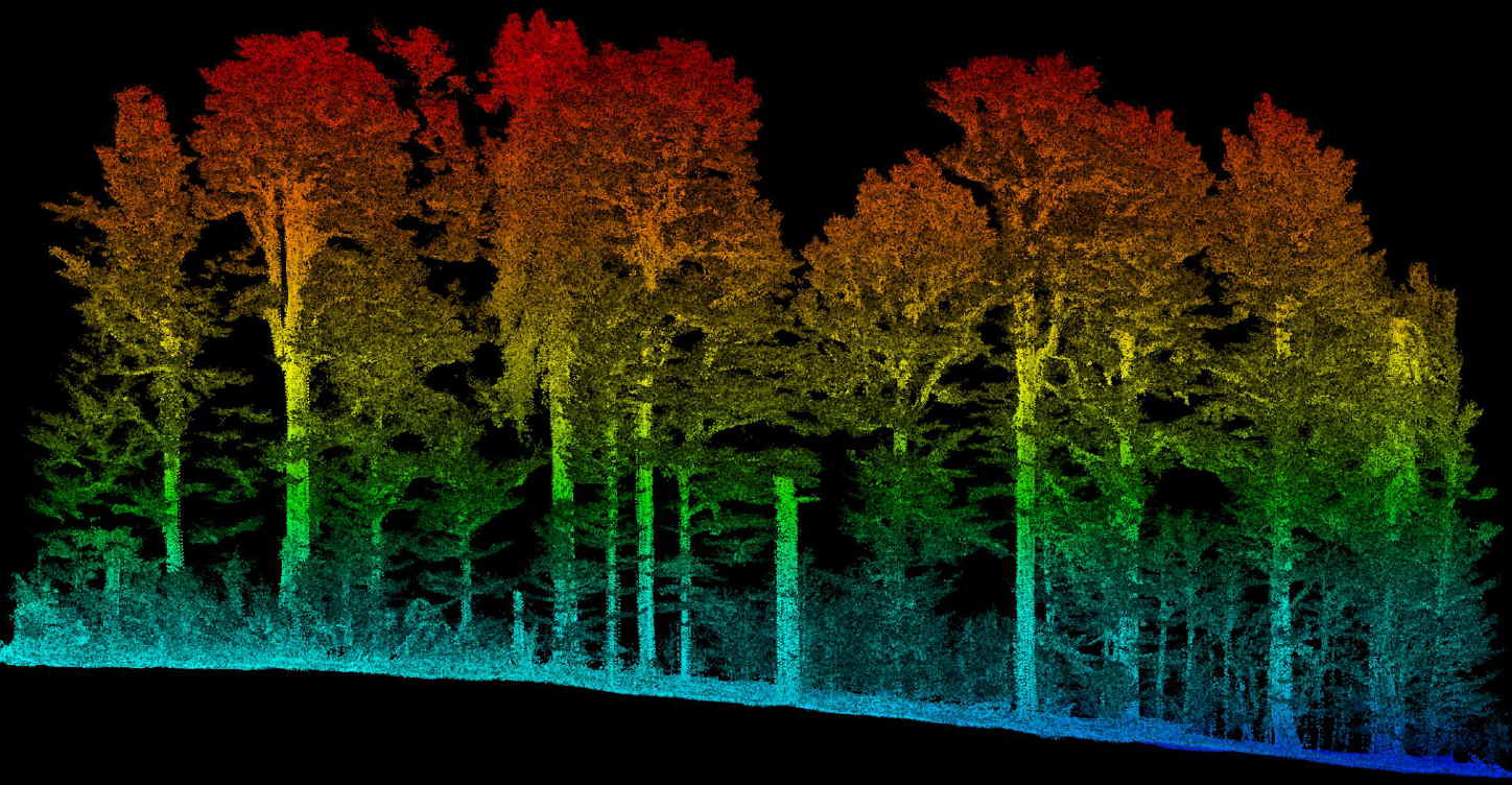 Coupe LiDAR colorisée par hauteur d'un peuplement forestier